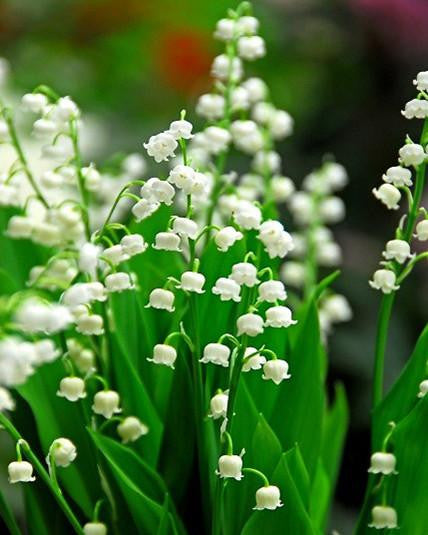 Convallaria 'Majalis' (Lily-of-the-Valley) Pips - Buy online at Farmer ...