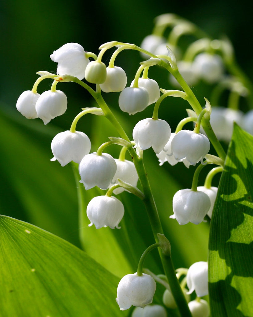 Convallaria majalis (Lily-of-the-Valley) pips — Buy online at Farmer ...