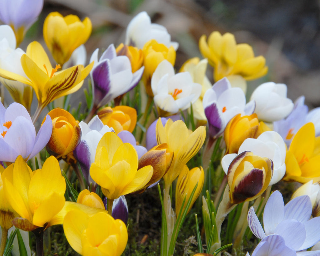 Botanical Crocus 'Mixed Colours' bulbs — Buy online at Farmer Gracy UK