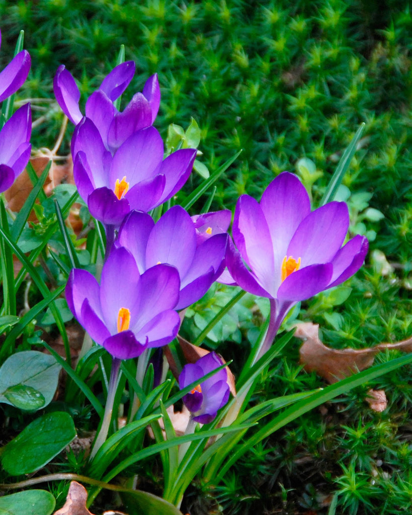 crocus-tommasinianus-ruby-giant-bulbs-buy-online-at-farmer-gracy