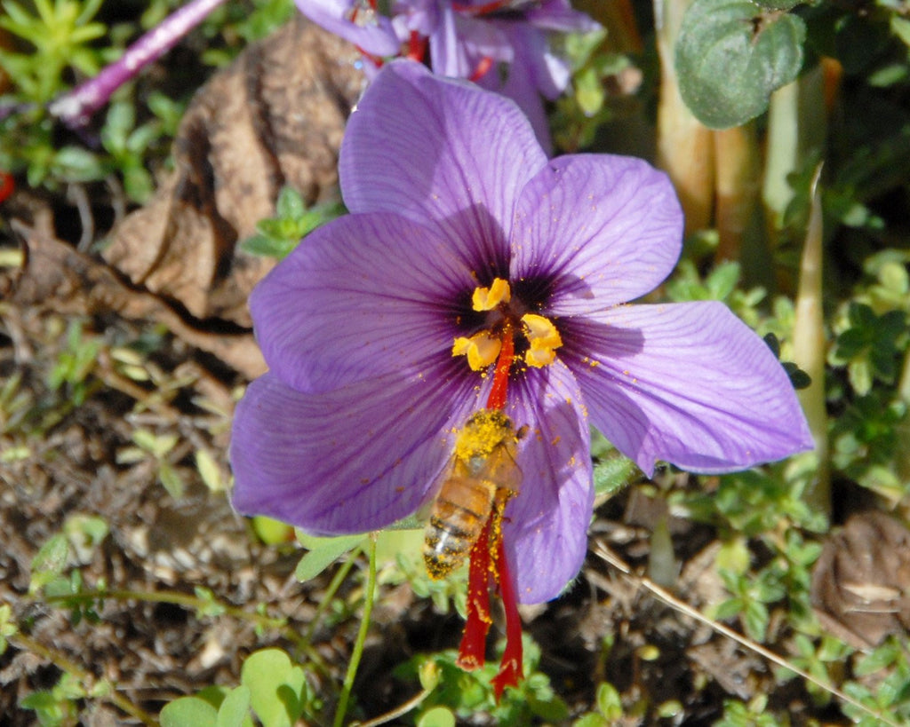 Crocus bulbs for bees