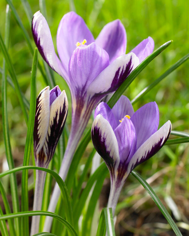 Crocus 'Beauté printanière'