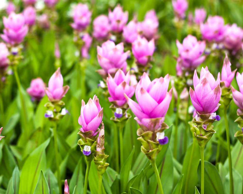 Curcuma Alismatifolia Pink Rhizomes — Buy Siam Tulips Online At Farmer Gracy Uk 2687