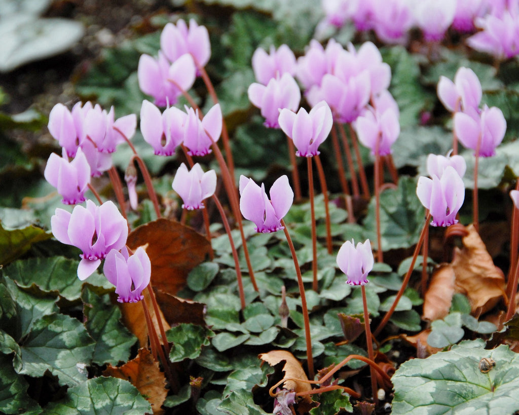 Cyclamen hederifolium