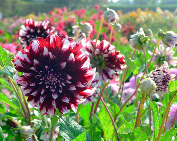 contraste dahlia