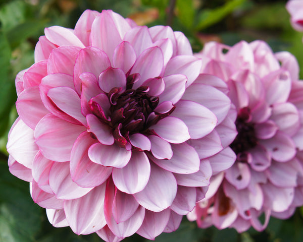 Dahlia 'Crème de Cassis' tubers — Buy online at Farmer Gracy UK