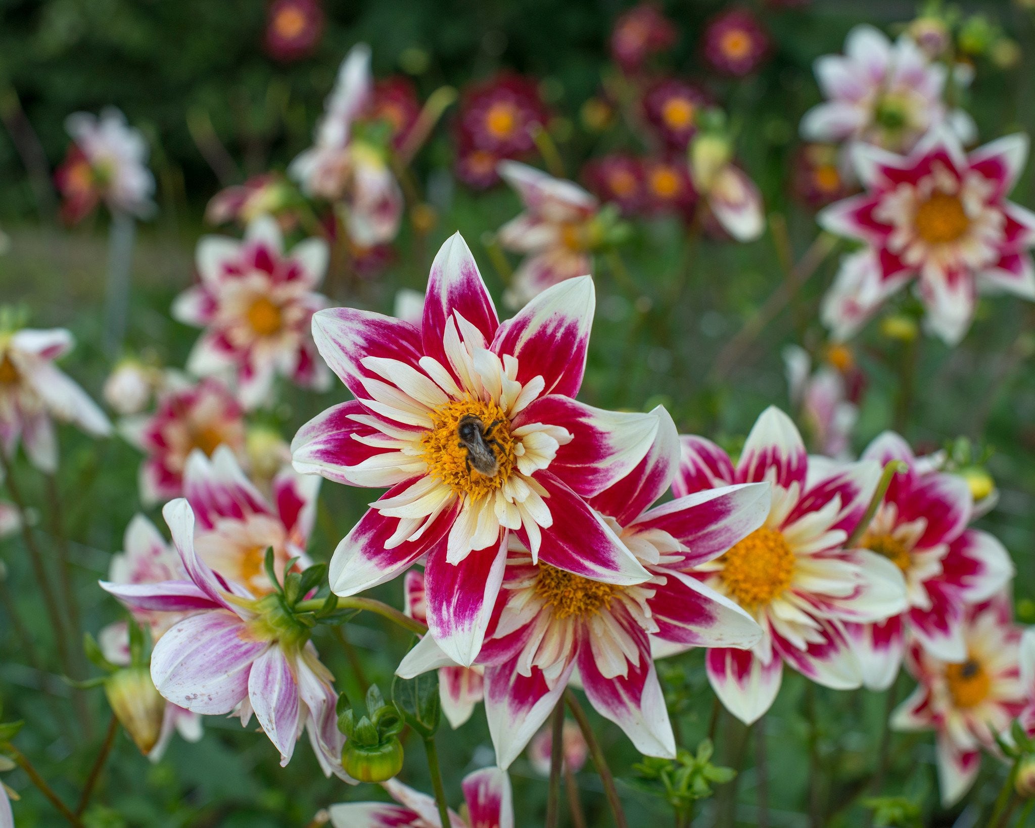 Dahlia Fashion Monger Tubers — Buy Online At Farmer Gracy Uk