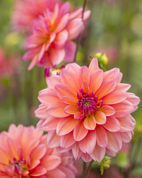 Dahlia 'Great Silence' tubers — Buy online at Farmer Gracy UK