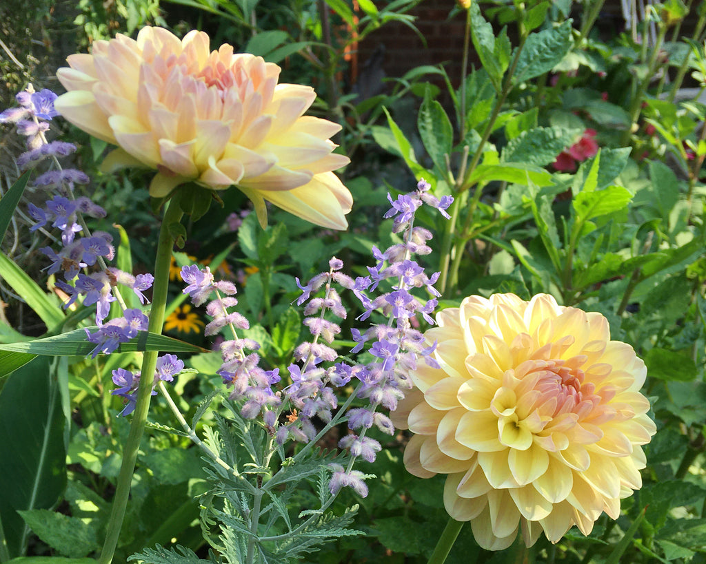 Dahlia 'Maya' tubers — Buy online at Farmer Gracy UK