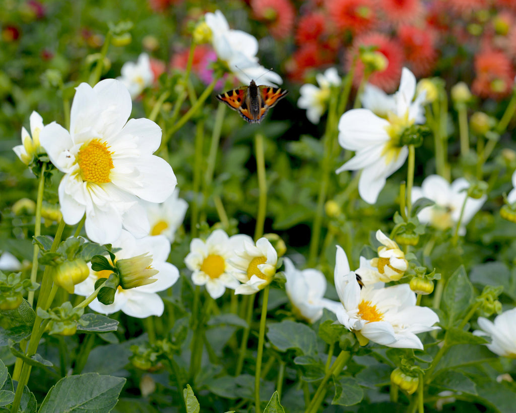 Dahlias Twyning's White Chocolate