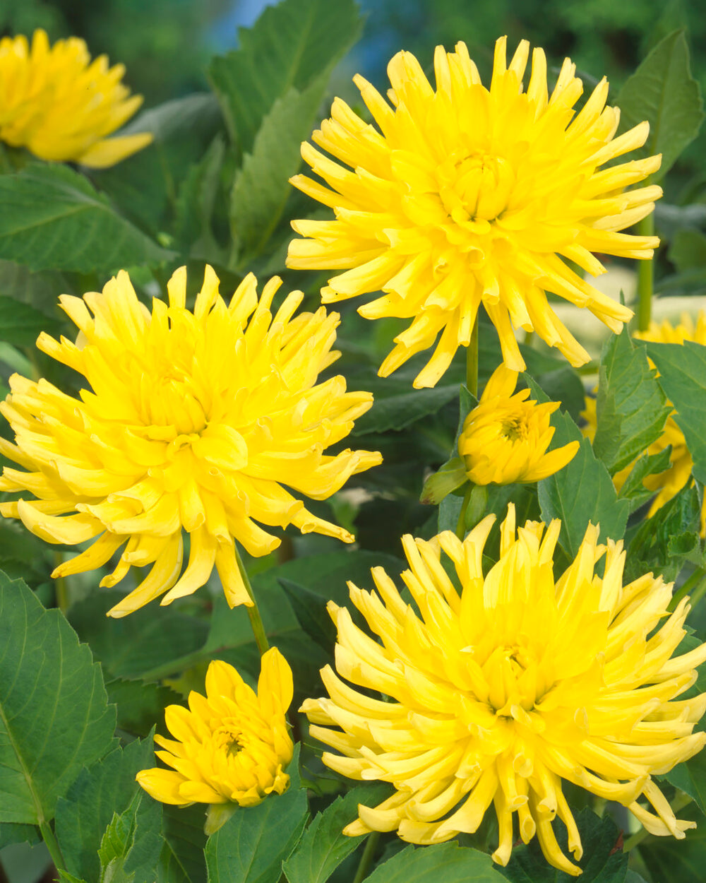 Dahlia 'Yellow Happiness' tubers — Buy online at Farmer Gracy UK