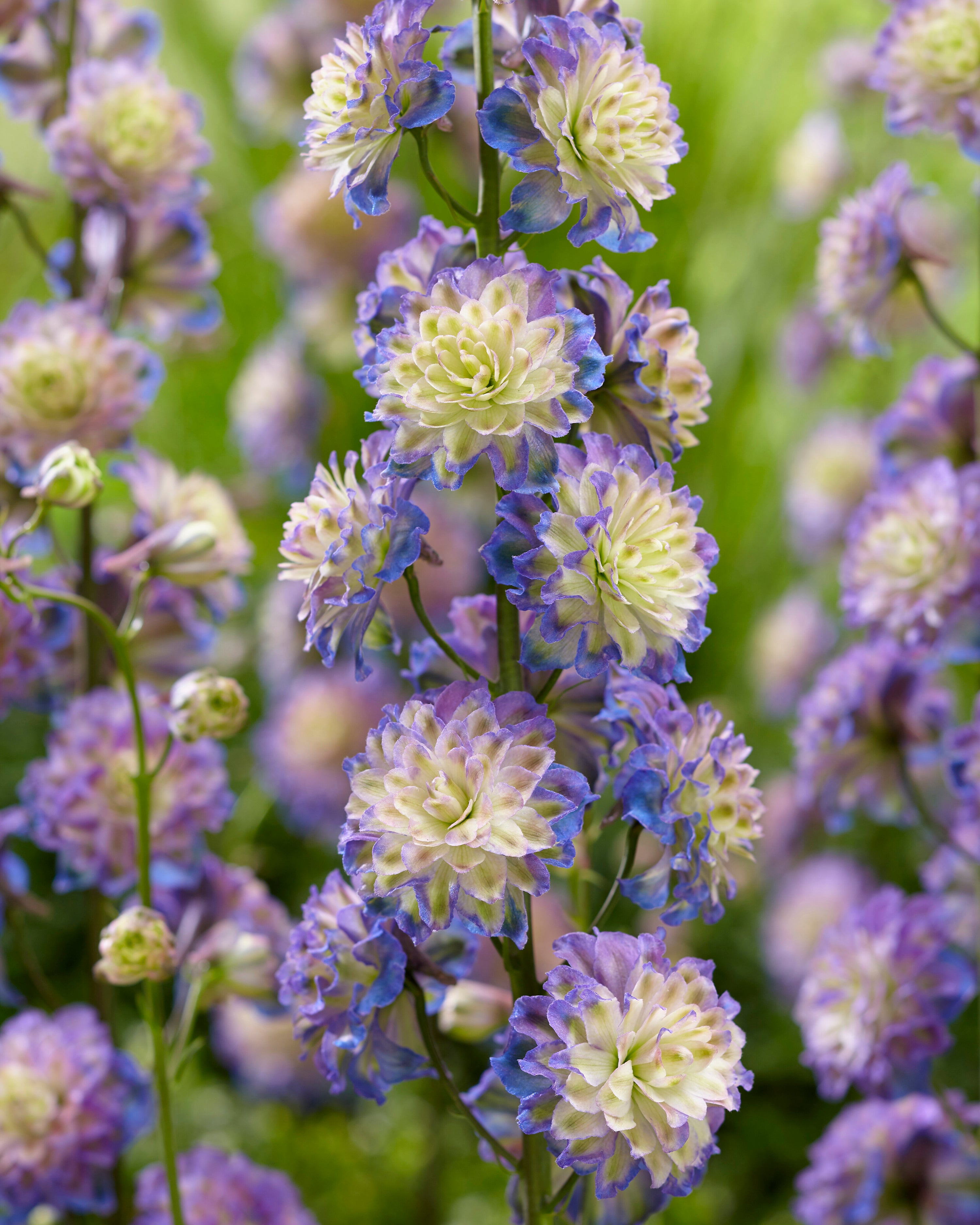 Delphinium elatum 'Highlander Purple Surprise' bare roots — Buy lilac ...