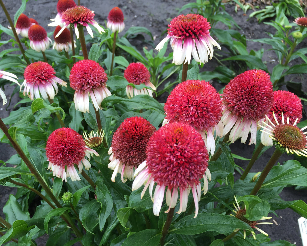 Bare root Echinacea