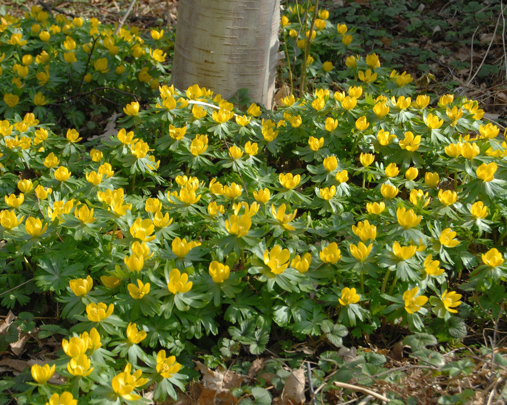 Winter aconite bulbs