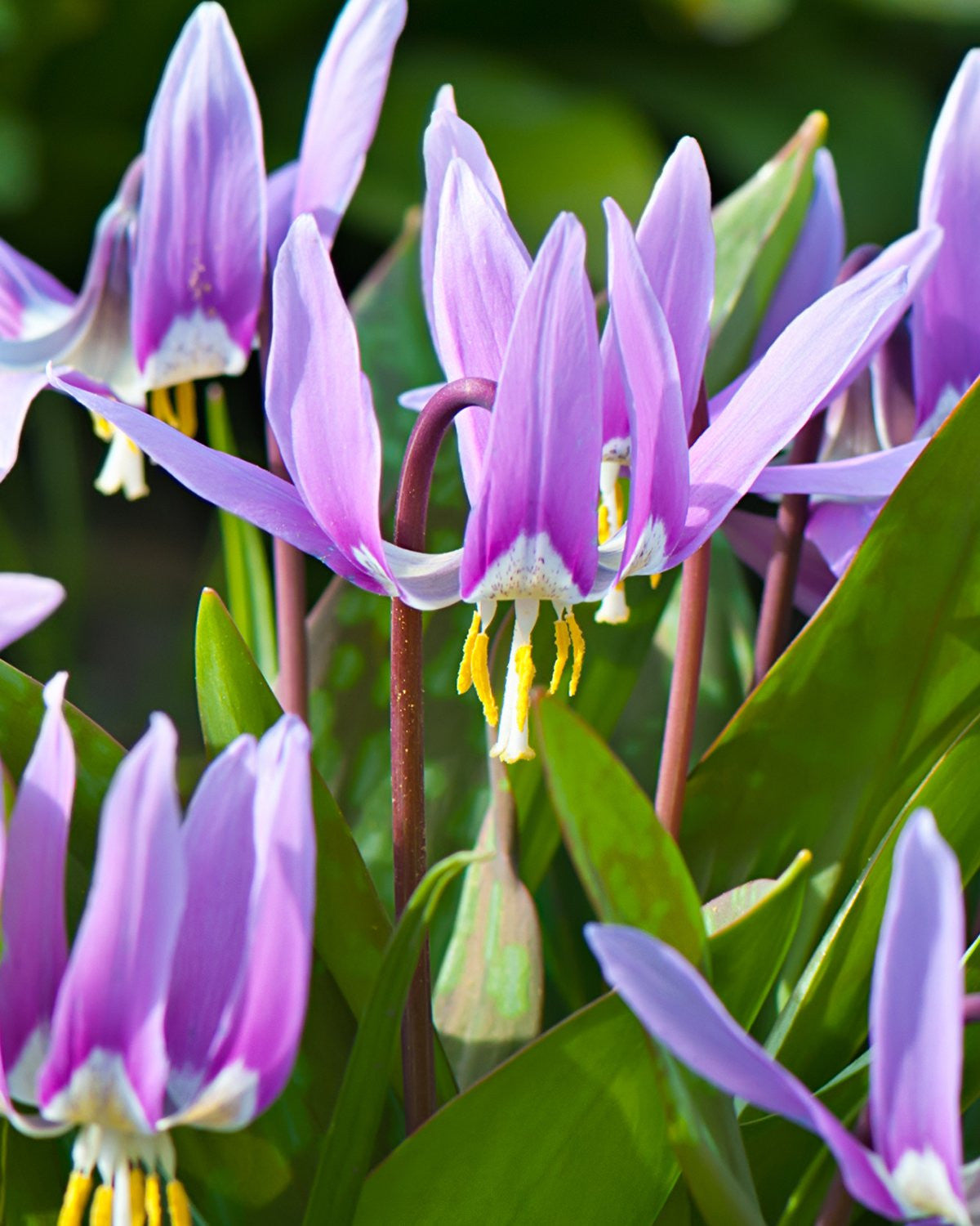 Erythronium Lilac Wonder Bulbs Buy Dog S Tooth Violet Online At Farmer Gracy Uk