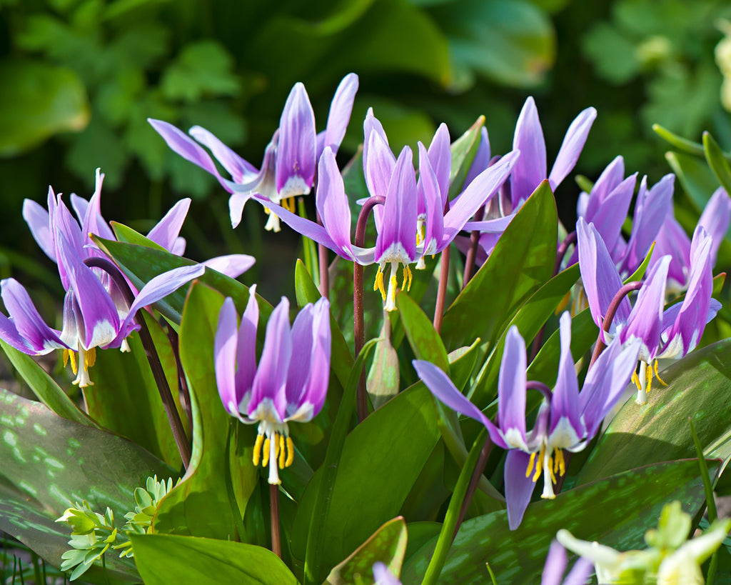 Erythroniums