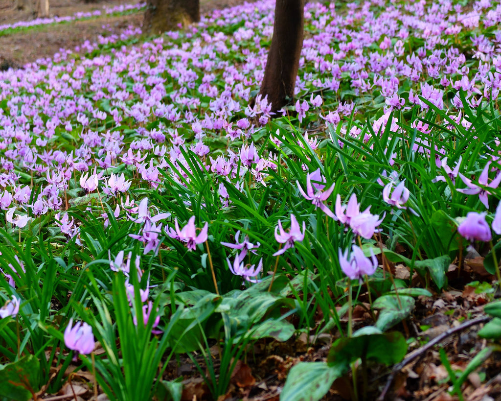 Lilac Erythroniums