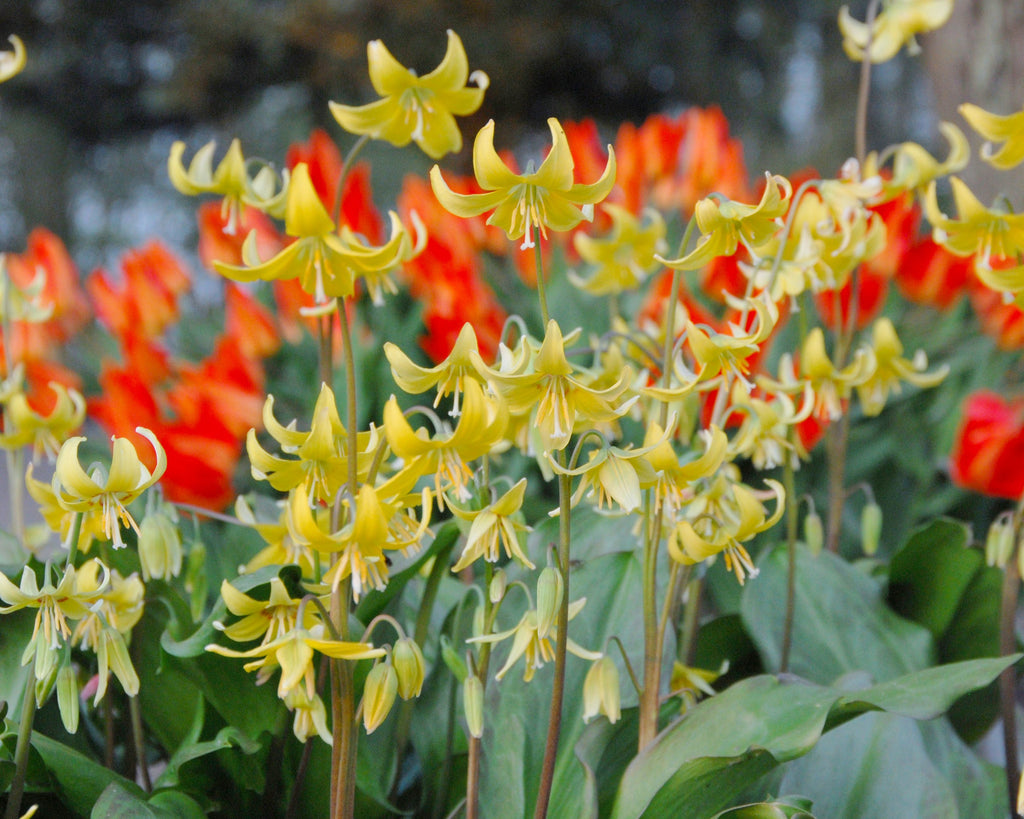 Soft yellow Erythroniums