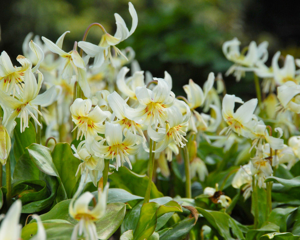 White Erythroniums