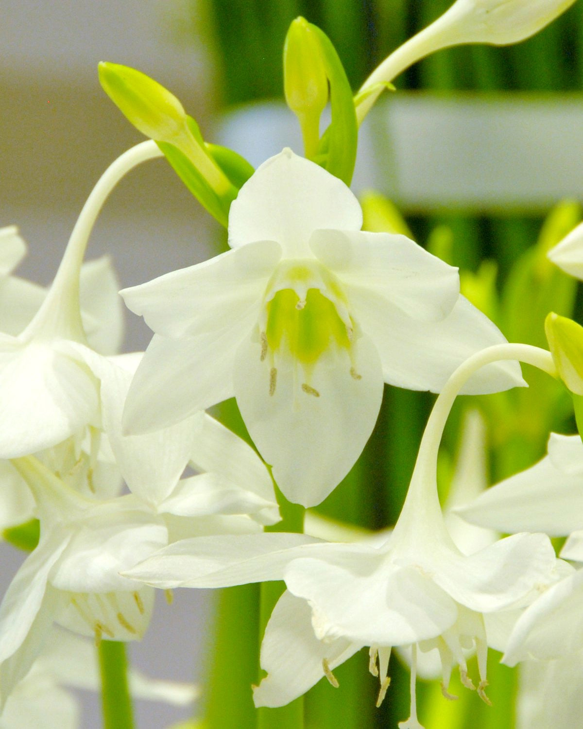 Eucharis Amazonica Bulbs Buy Amazon Lilies Online At Farmer Gracy Uk