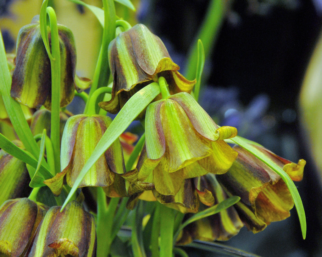 Fritillaria acmopetala