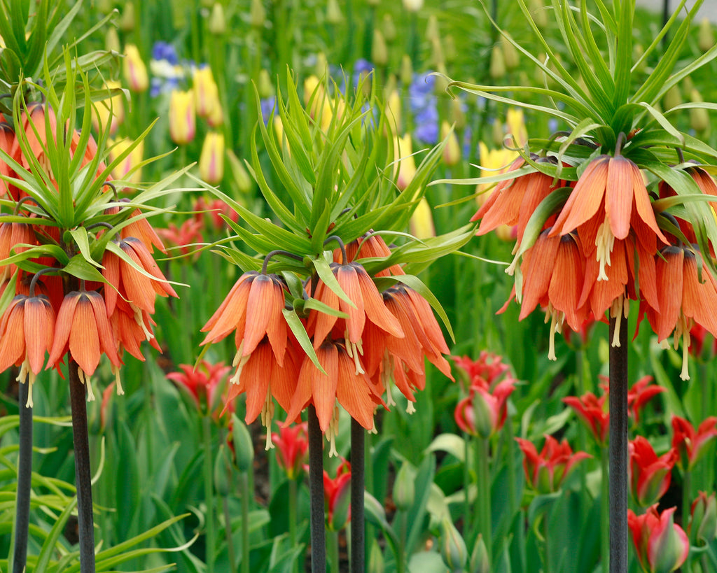 Fritillaria imperialis 'Aurora' bulbs — Buy 'Orange Crown Imperials ...