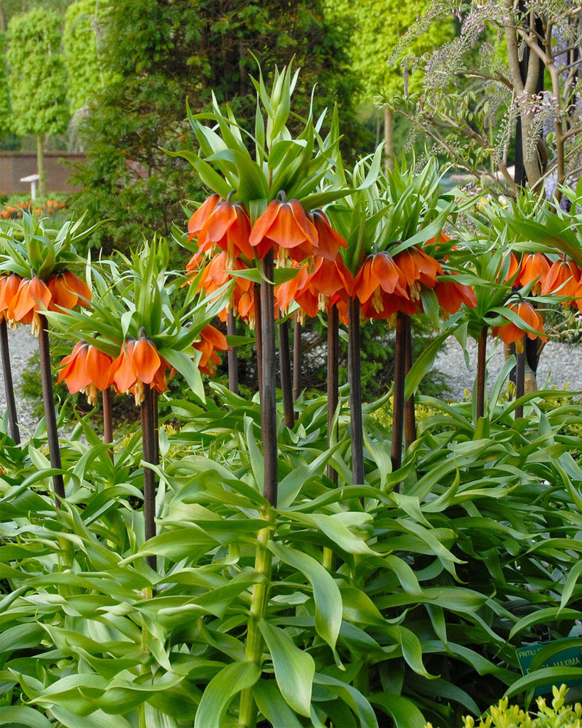Fritillaria Imperialis Rubra Bulbs — Buy Red Crown Imperial Online