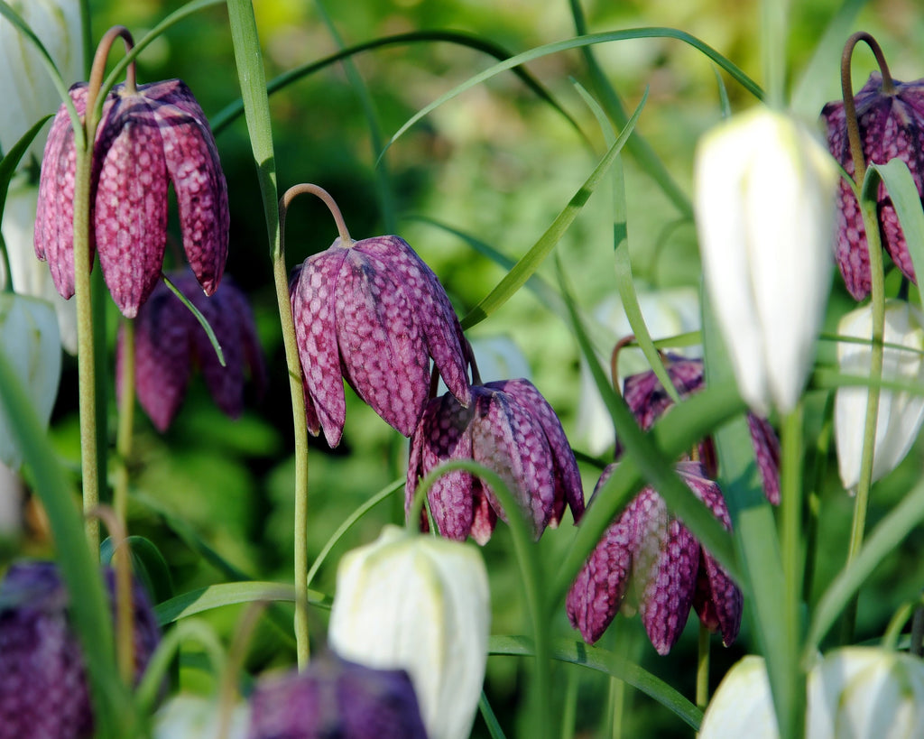 Bee-friendly Fritillary bulbs