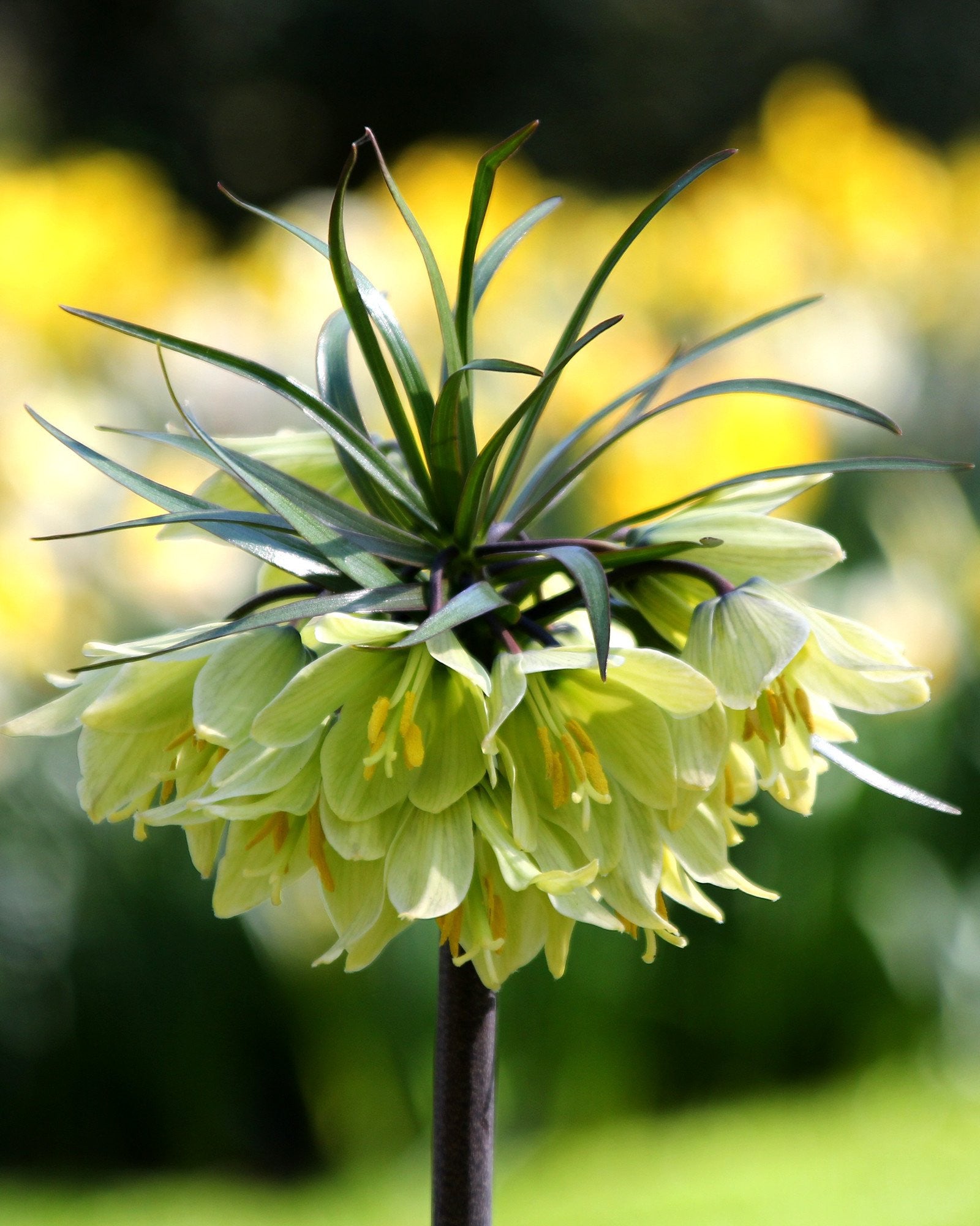 fritillaria-raddeana-8_1600x.jpg?v=15635