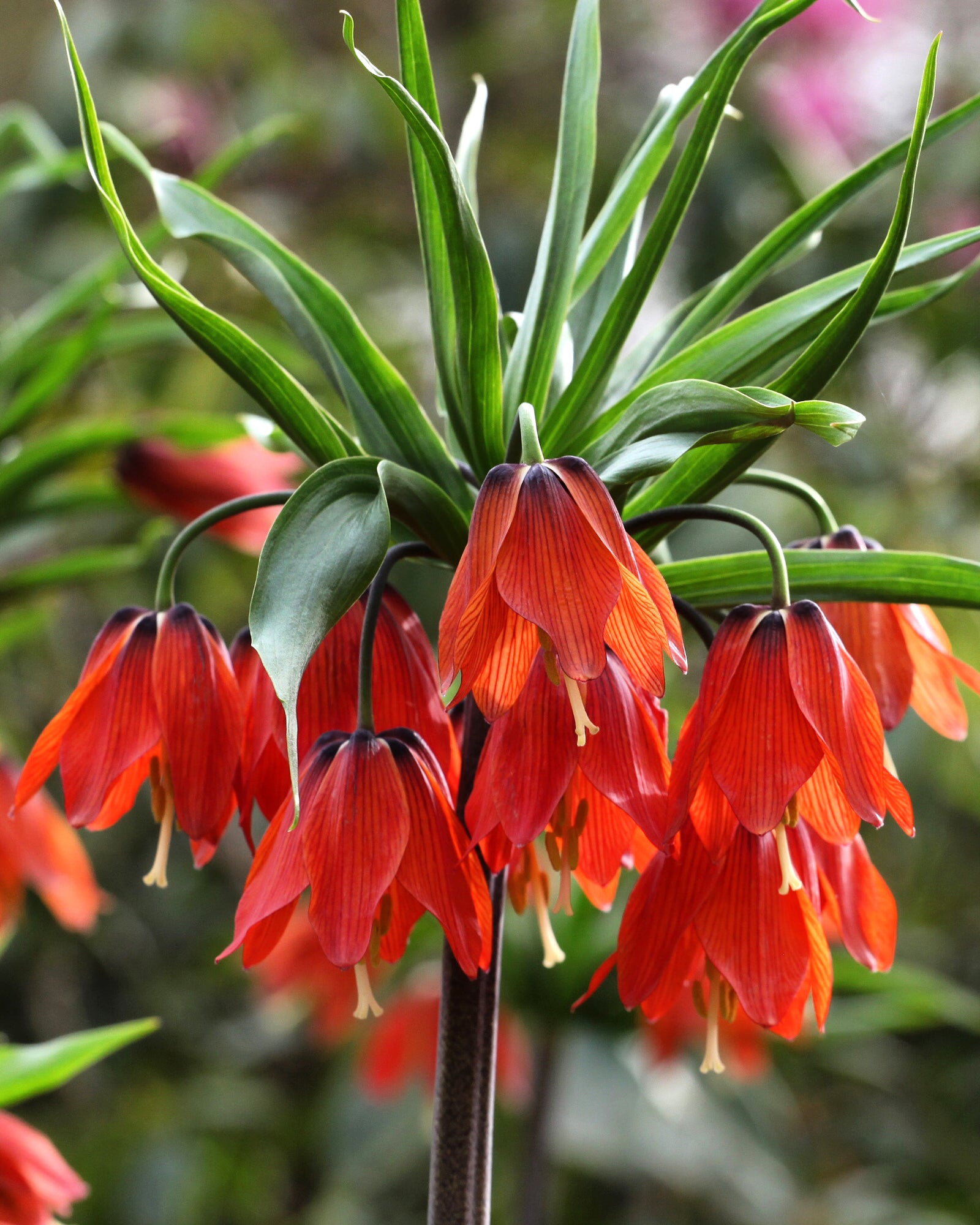 Fritillaria imperialis 'Red Beauty' bulbs — Buy fiery red crown ...