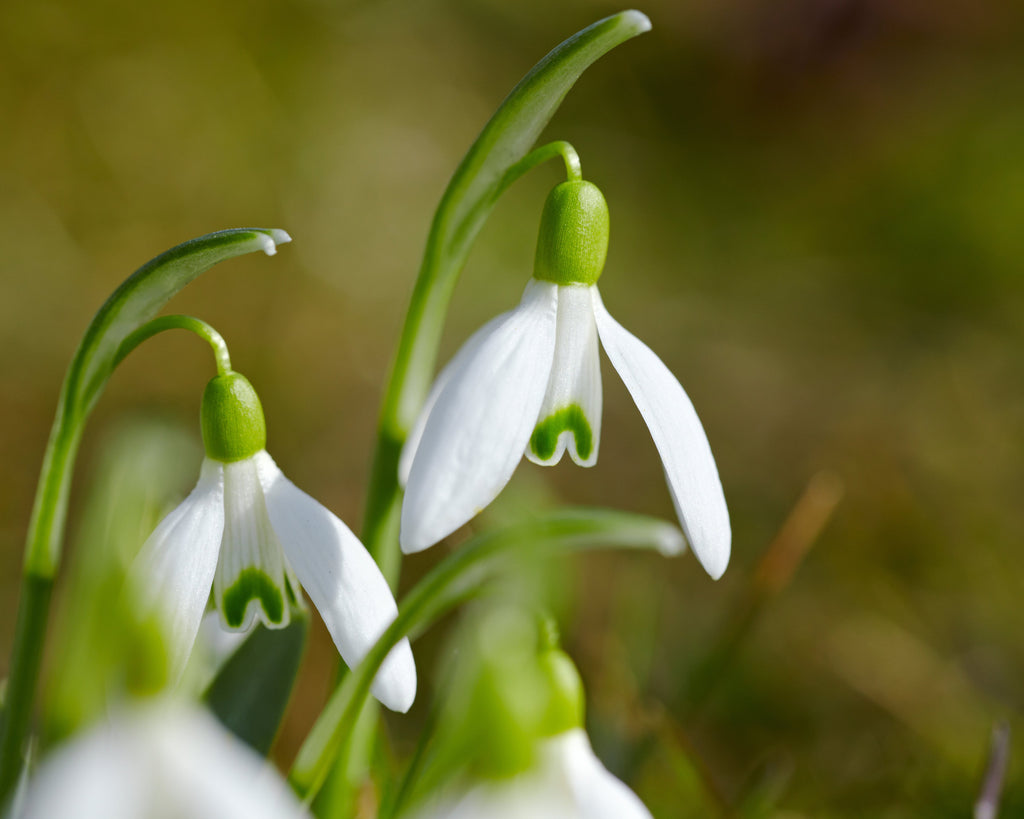 Snowdrop bulbs