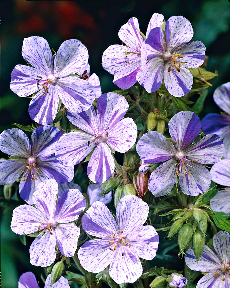 Герань доставка. Герань striatum. Гераниум стриатум. Geranium pratense Splish Splash. Гераниум балерина 1шт (кл).