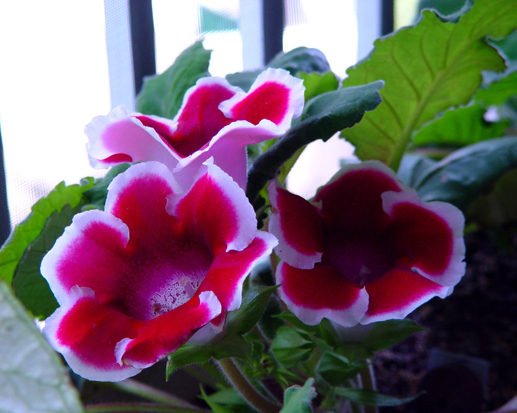 Gloxinia Kaiser Friedrich tubers