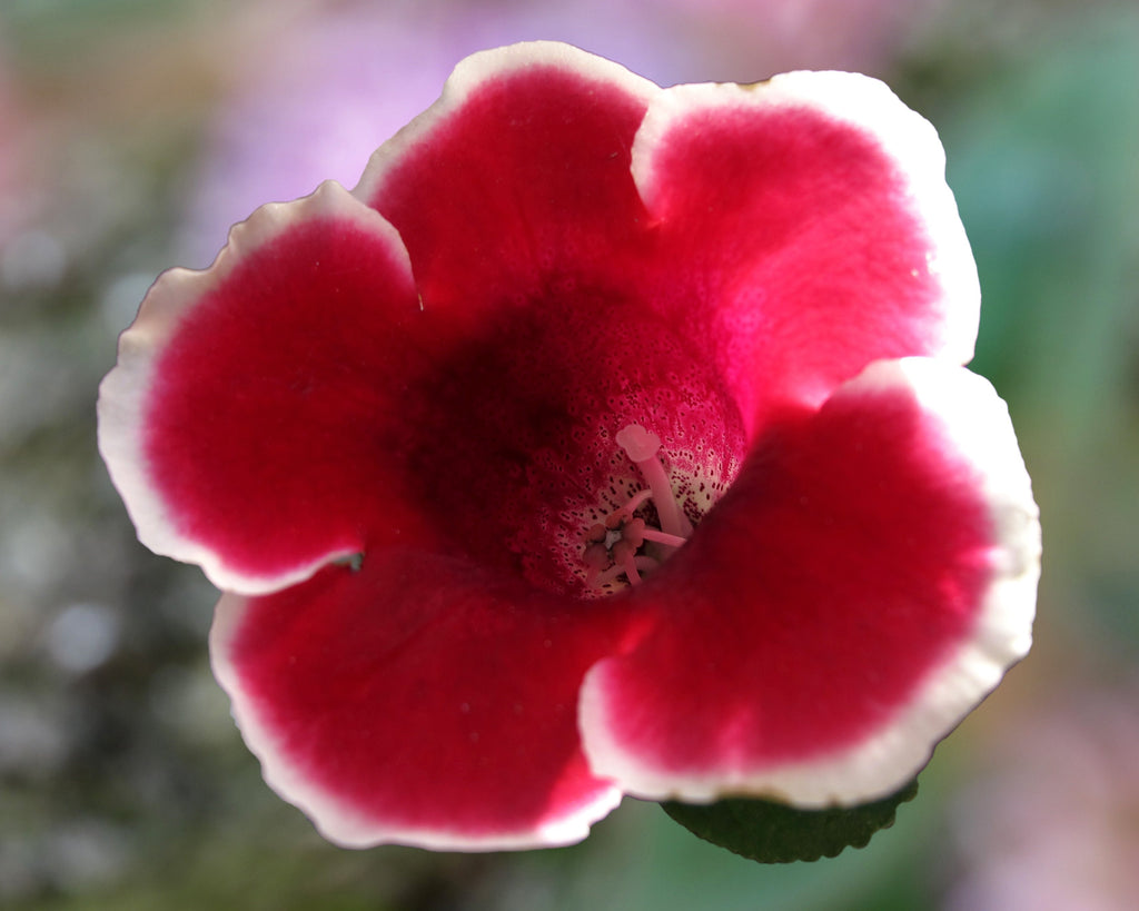 Gloxinia tubers