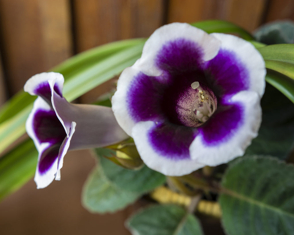 Gloxinia tubers