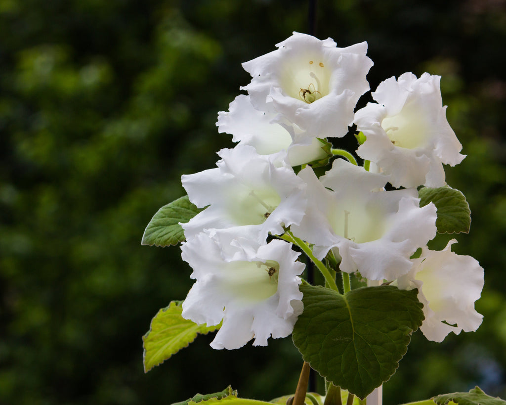 Gloxinia Mont Blanc tubers