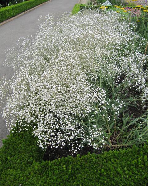 Gypsophila Paniculata Bristol Fairy Baby S Breath Bare Roots Buy Online At Farmer Gracy Uk