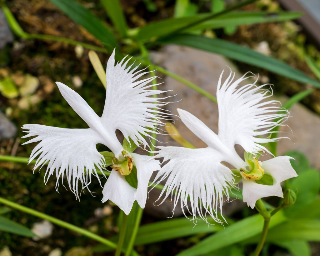 Habenaria plants UK