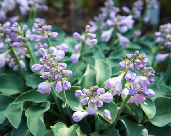 Хоста blue mouse ears фото