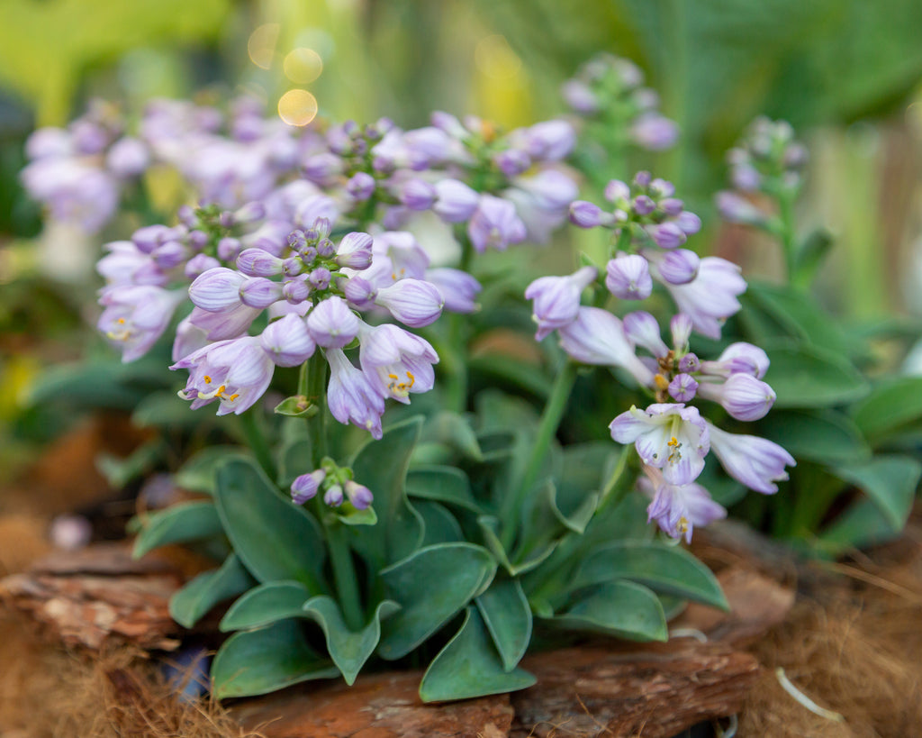 Blue Mouse Ears Plantain lilies