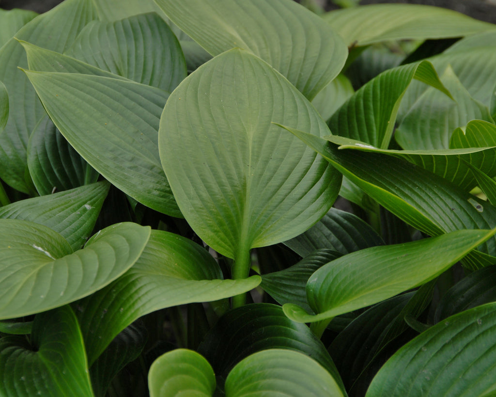 Hosta Devon Green Bare Roots — Buy Green Plantain Lilies Online At 5138