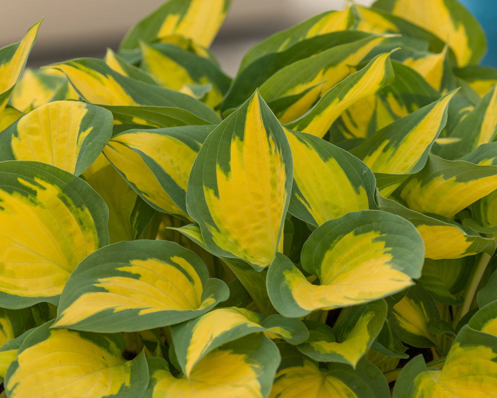 Forbidden Fruit plantain lilies