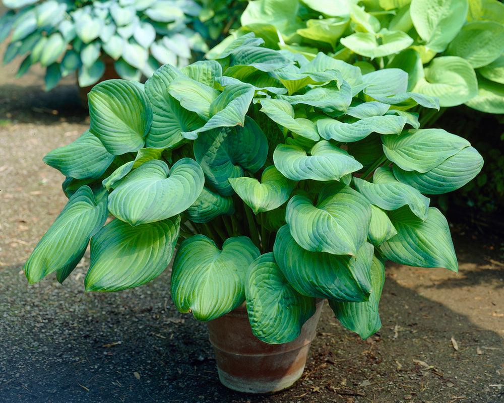 Guacamole plantain lilies