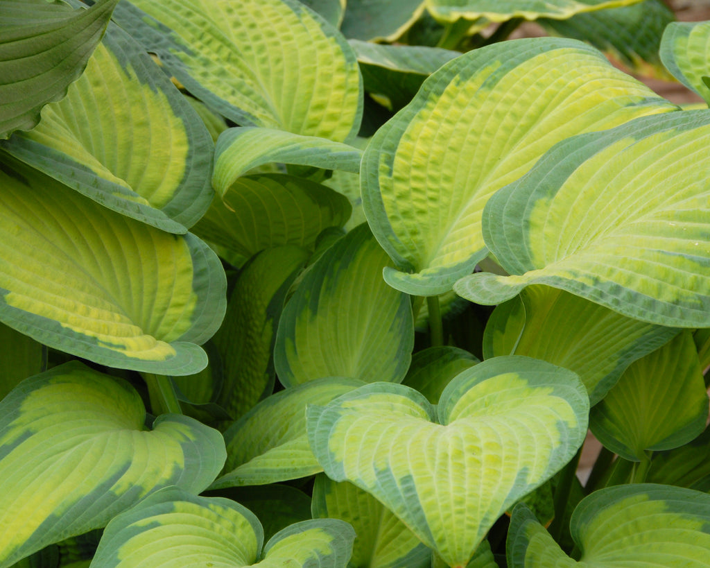 Paul's Glory plantain lilies