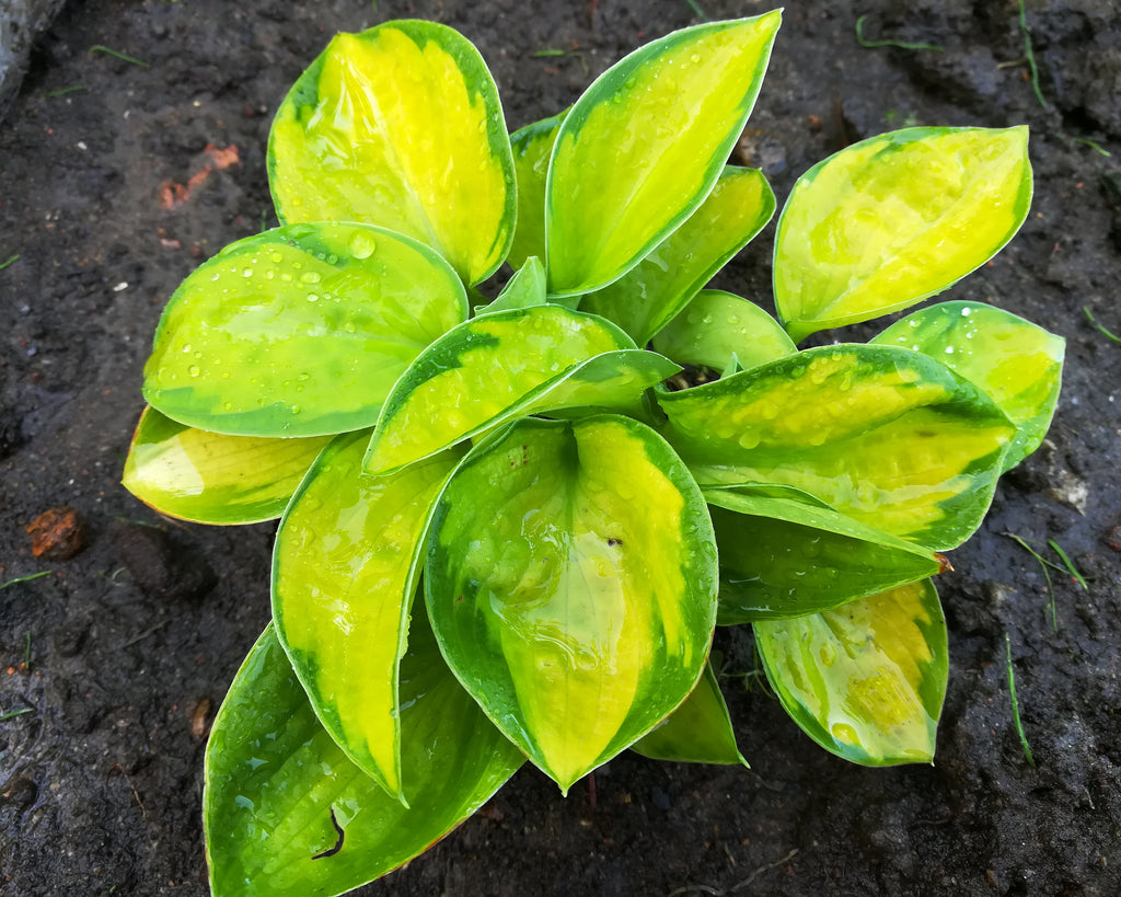 Rainforest Sunrise plantain lilies