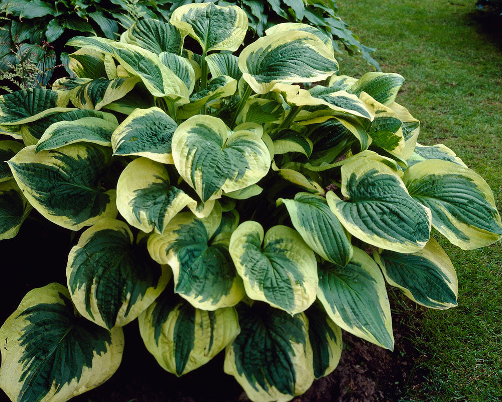 Hosta 'Twilight' bare roots — Buy plantain lilies online at Farmer Gracy UK