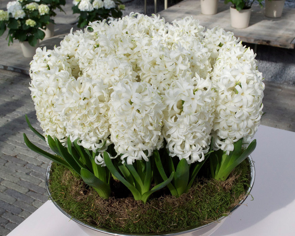 Hyacinth 'Carnegie' bulbs — Buy white hyacinths online at Farmer Gracy