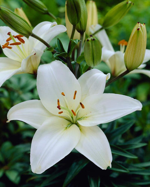 Lily 'Bright Diamond' bulbs - Buy white lilies online at Farmer Gracy UK