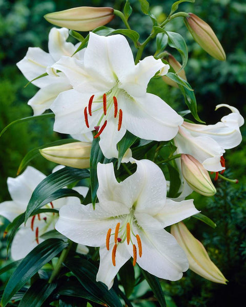 Lily 'Casa Blanca' bulbs - Buy online at Farmer Gracy UK