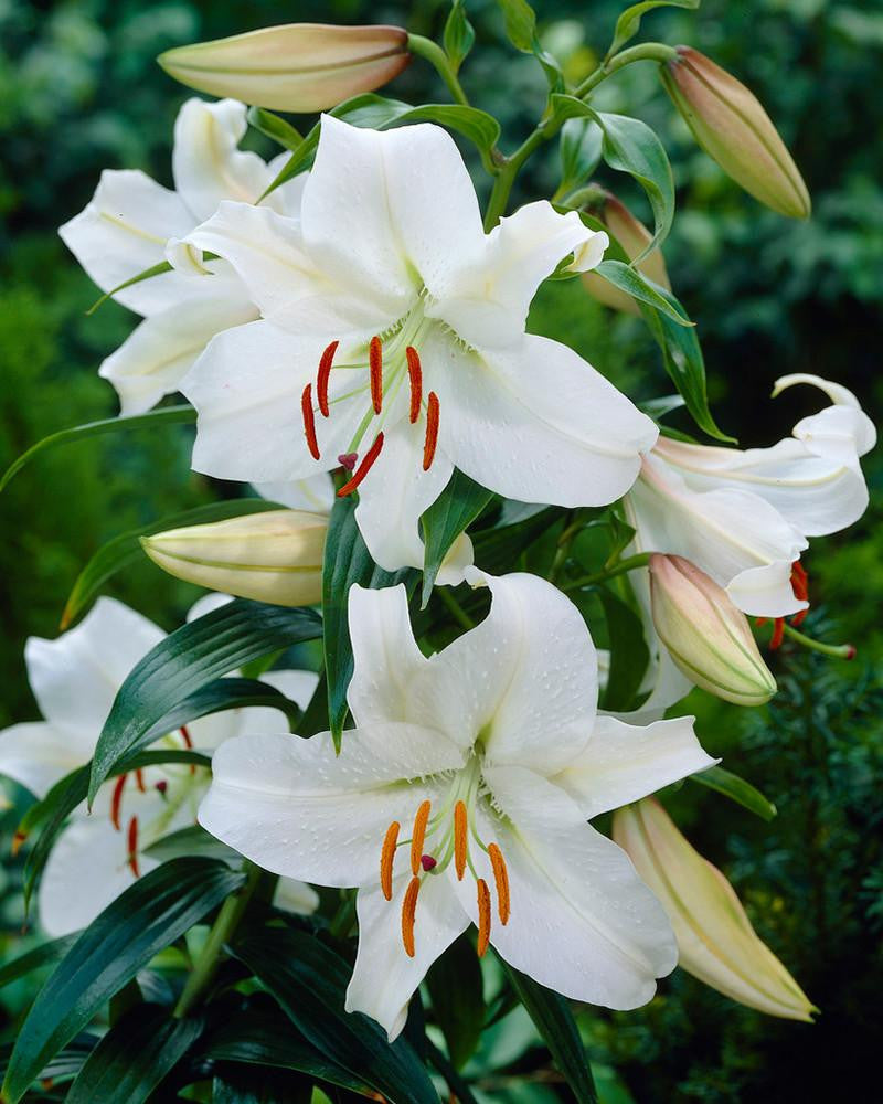 Lily 'Casa Blanca' bulbs — Buy online at Farmer Gracy UK